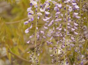 Vistárie čínská 'Prolific' - Wisteria sinensis 'Prolific'