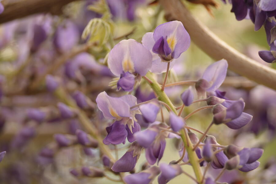 Vistárie květnatá 'Macrobotrys' - Wisteria floribunda 'Macrobotrys'