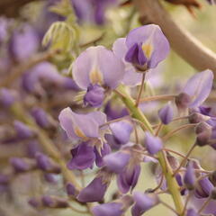 Vistárie květnatá 'Macrobotrys' - Wisteria floribunda 'Macrobotrys'
