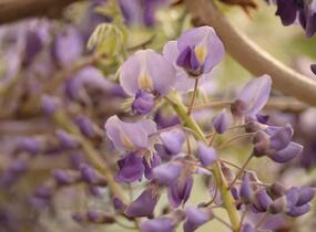 Vistárie květnatá 'Macrobotrys' - Wisteria floribunda 'Macrobotrys'