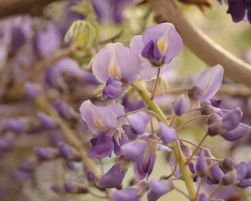 Vistárie květnatá 'Macrobotrys'