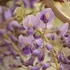 Wisteria floribunda 'Multijuga' ('Macrobotrys')_2.JPG