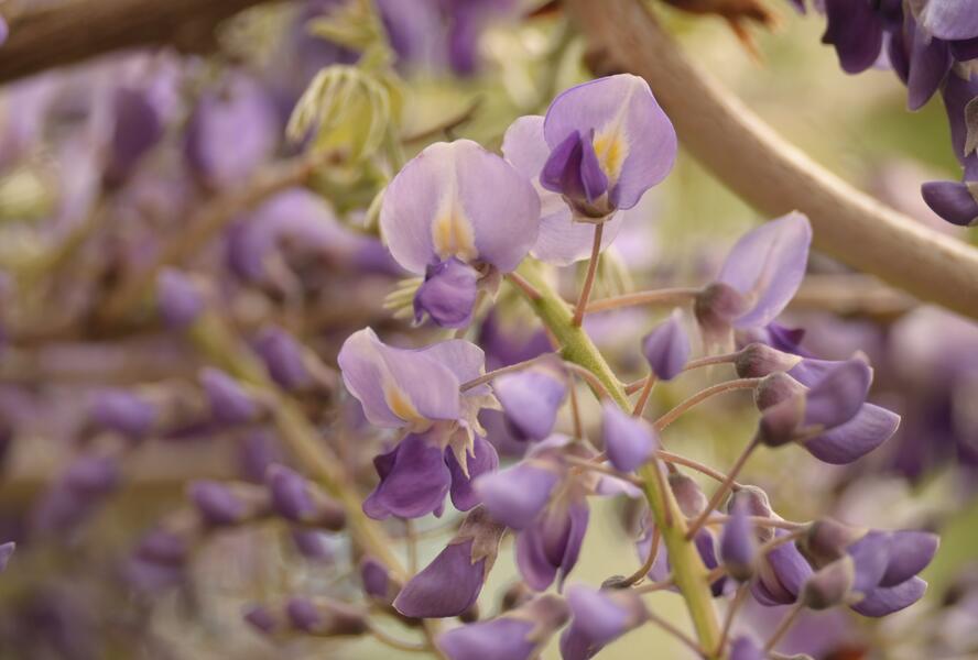 Vistárie květnatá 'Macrobotrys' - Wisteria floribunda 'Macrobotrys'