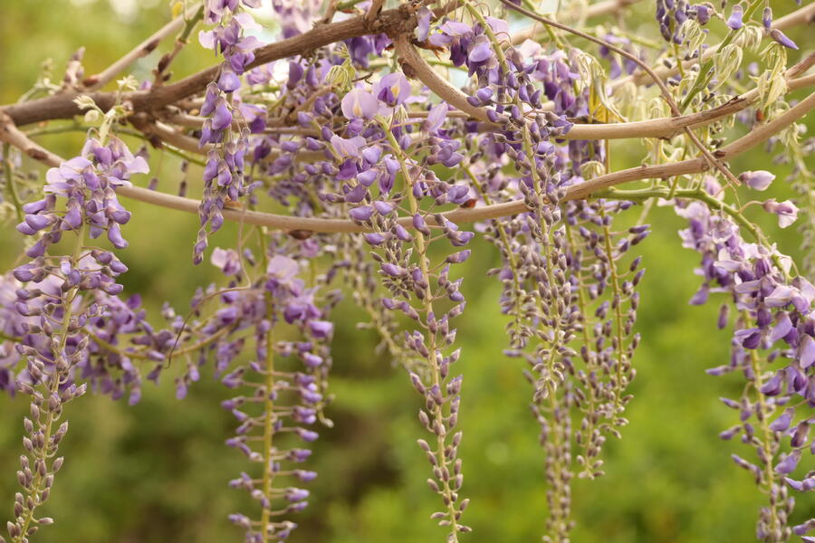 Vistárie květnatá 'Macrobotrys' - Wisteria floribunda 'Macrobotrys'