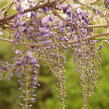Vistárie květnatá 'Macrobotrys' - Wisteria floribunda 'Macrobotrys'