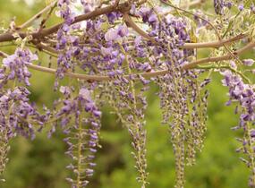 Vistárie květnatá 'Macrobotrys' - Wisteria floribunda 'Macrobotrys'