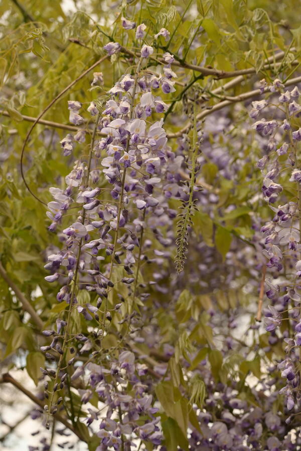 Vistárie květnatá 'Macrobotrys' - Wisteria floribunda 'Macrobotrys'
