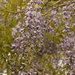 Vistárie květnatá 'Macrobotrys' - Wisteria floribunda 'Macrobotrys'