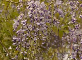 Vistárie květnatá 'Macrobotrys' - Wisteria floribunda 'Macrobotrys'