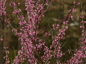 Zmarlika kanadská 'Forest Pansy' - Cercis canadensis 'Forest Pansy'