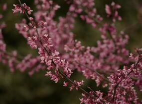 Zmarlika kanadská 'Forest Pansy' - Cercis canadensis 'Forest Pansy'