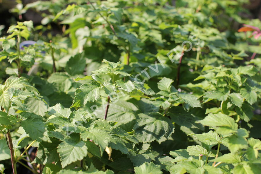 Malinoostružiník 'Glen Coe' - Rubus hybridus 'Glen Coe'