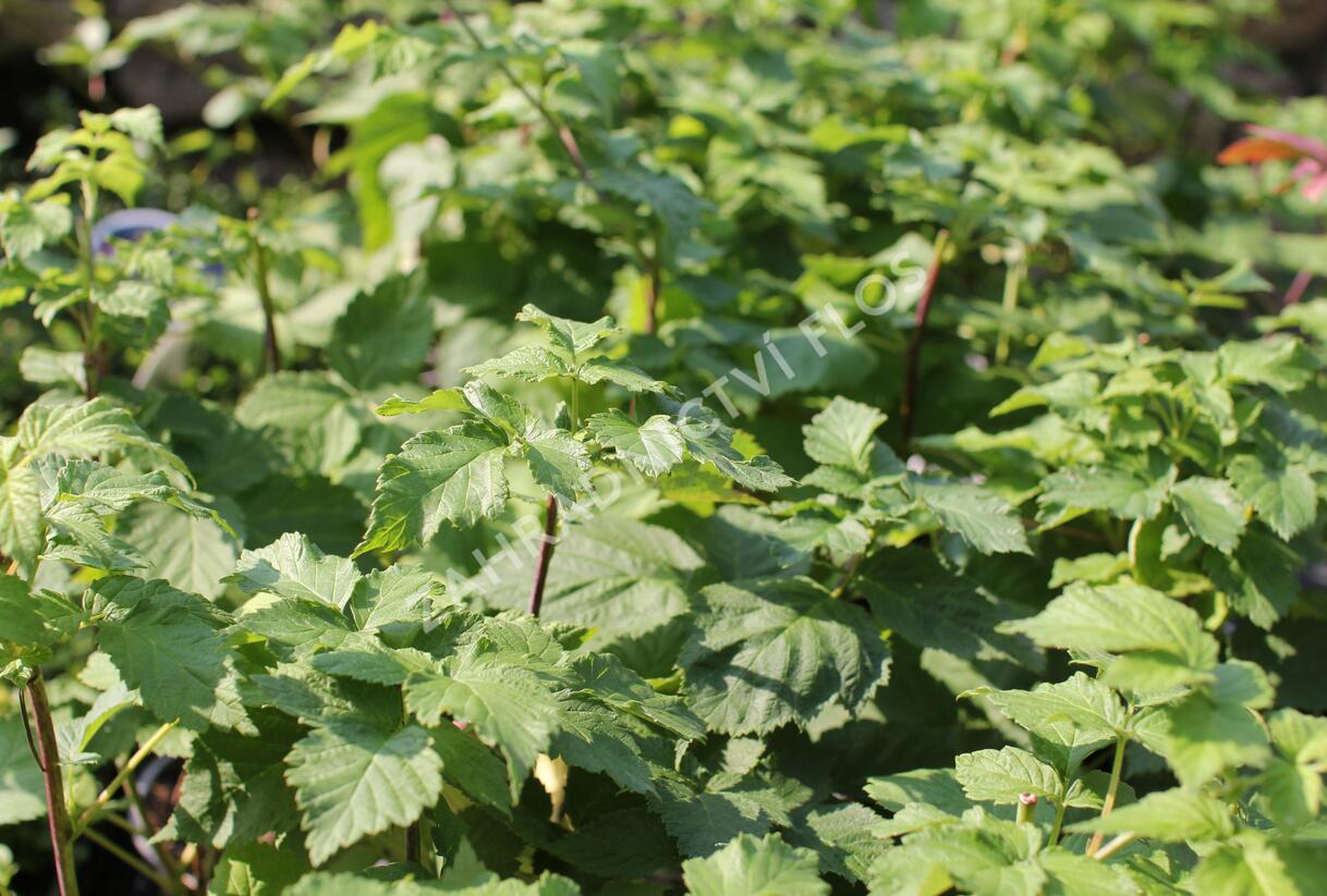 Malinoostružiník jednouplodící 'Glen Coe' - Rubus hybridus 'Glen Coe'