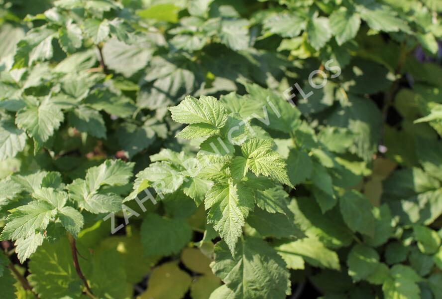 Malinoostružiník jednouplodící 'Glen Coe' - Rubus hybridus 'Glen Coe'