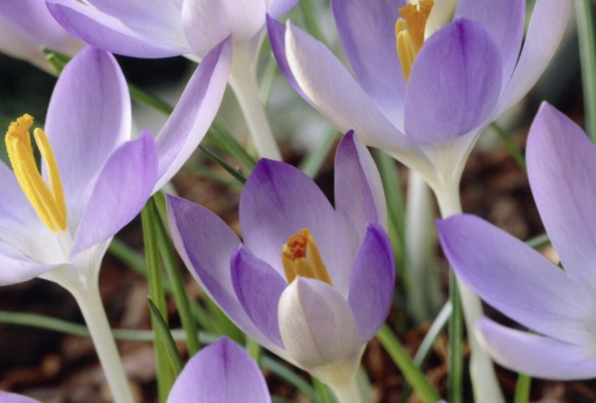 Krokus, šafrán Tommasiniho - Crocus tommasinianus