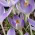 Crocus tommasinianus.png