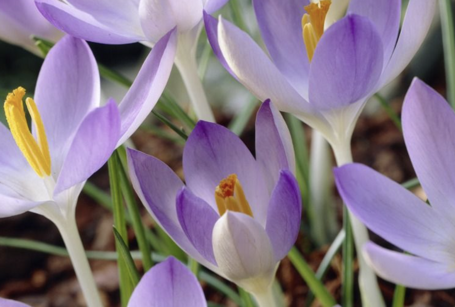 Krokus, šafrán Tommasiniho - Crocus tommasinianus