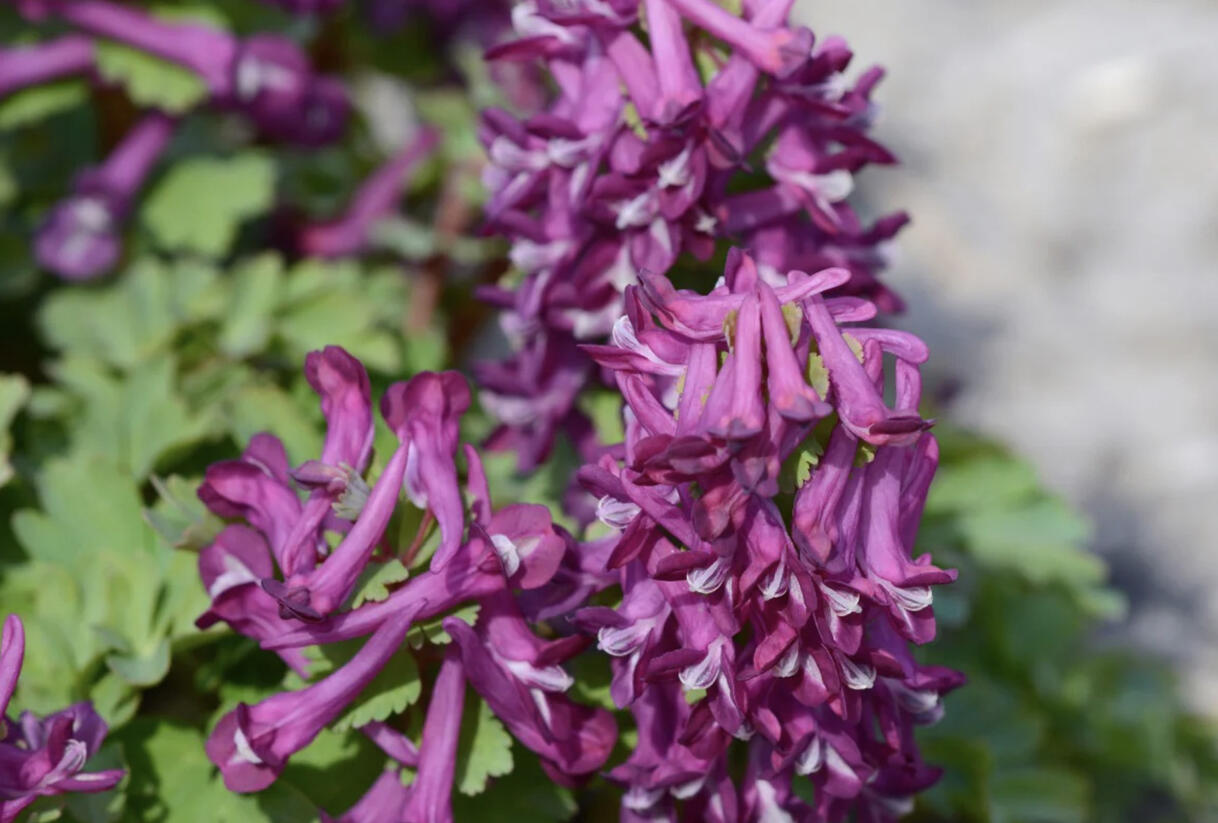 Dymnivka plná 'Purple Bird' - Corydalis solida 'Purple Bird'