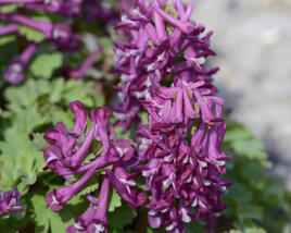 Dymnivka plná 'Purple Bird'