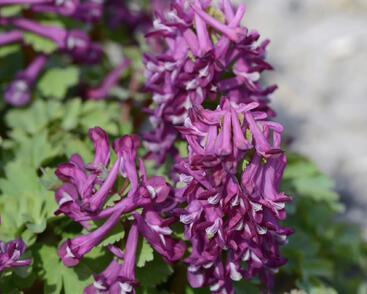 Dymnivka plná 'Purple Bird'