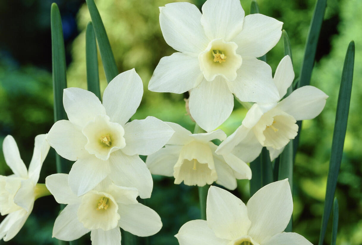 Narcis 'Pueblo' - Narcissus 'Pueblo'