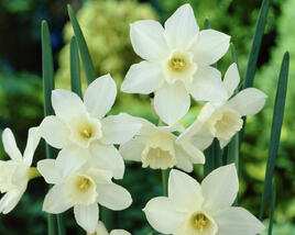 Narcis 'Pueblo'