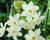 Narcis 'Pueblo'