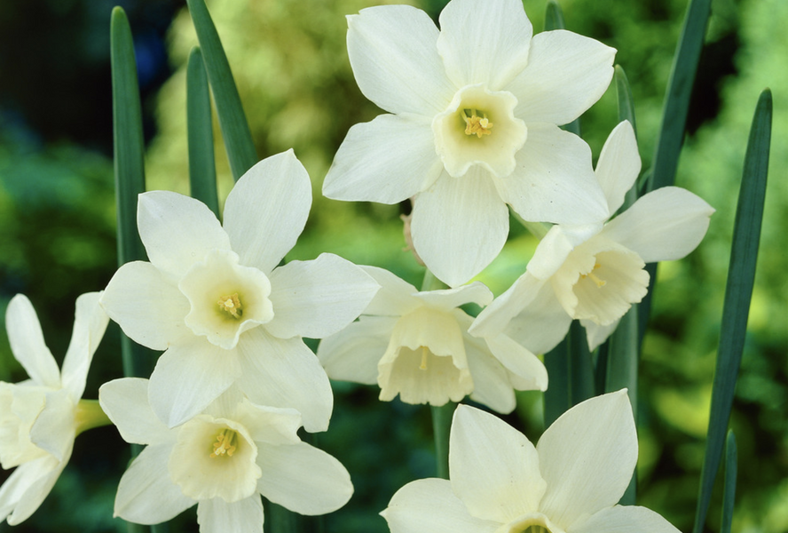 Narcis 'Pueblo' - Narcissus 'Pueblo'