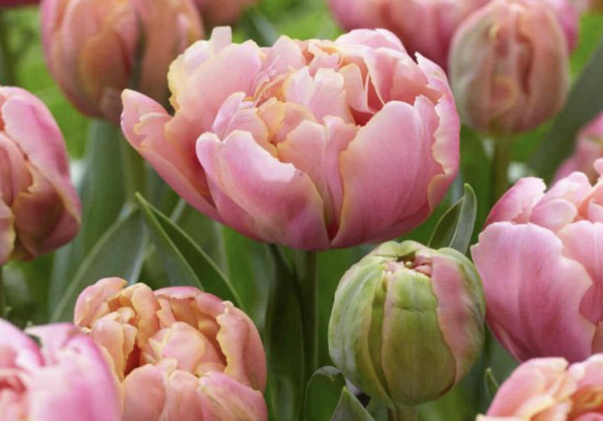 Tulipán plnokvětý pozdní 'Pink Star' - Tulipa Double Late 'Pink Star'