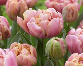 Tulipán plnokvětý pozdní 'Pink Star'