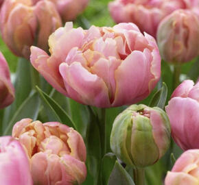 Tulipán plnokvětý pozdní 'Pink Star'