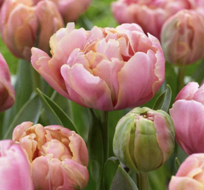 Tulipán 'Pink Star' - Tulipa 'Pink Star'