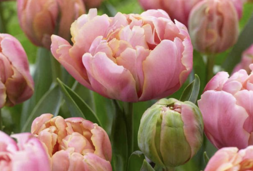 Tulipán plnokvětý pozdní 'Pink Star' - Tulipa Double Late 'Pink Star'