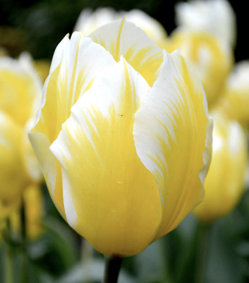 Tulipán Fosterův 'Sweetheart' - Tulipa Fosteriana 'Sweetheart'