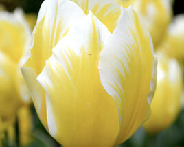 Tulipán Fosterův 'Sweetheart'