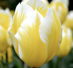 Tulipán Fosterův 'Sweetheart'