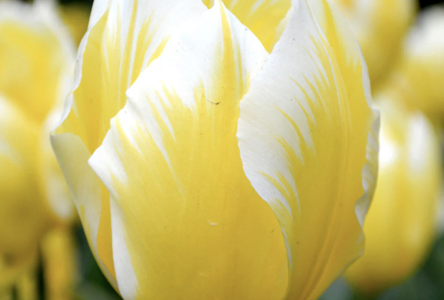 Tulipán Fosterův 'Sweetheart' - Tulipa Fosteriana 'Sweetheart'