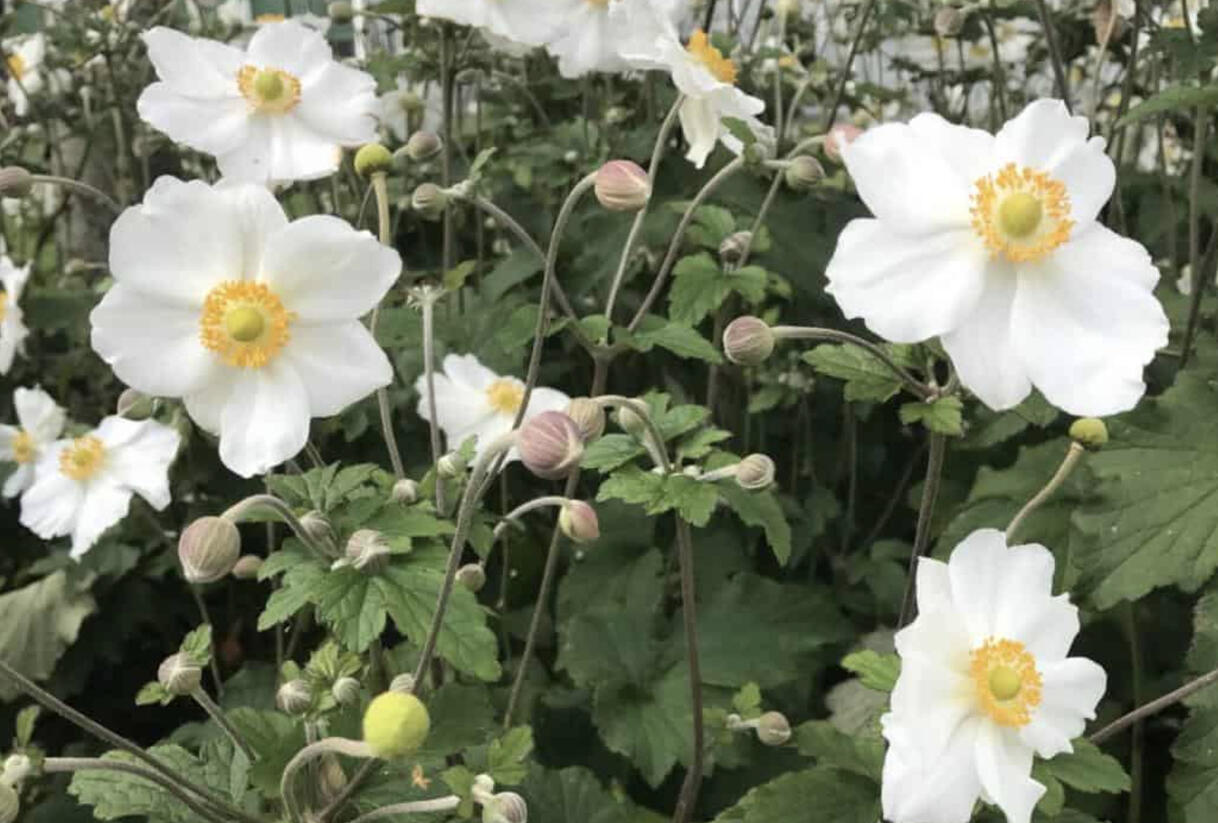 Sasanka hupejská 'Elite Pure White' - Anemone hupehensis 'Elite Pure White'