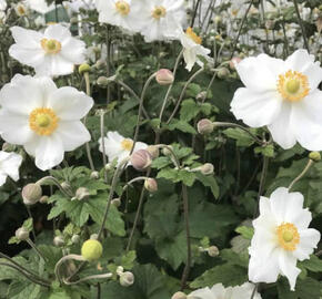 Sasanka hupejská 'Elite Pure White'