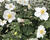 Sasanka hupejská 'Elite Pure White'