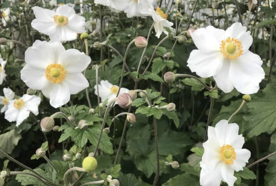 Sasanka hupejská 'Elite Pure White' - Anemone hupehensis 'Elite Pure White'