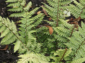 Kapradina makinoi - Polystichum makinoi