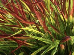 Rákosník japonský 'Mulled Wine' - Hakonechloa macra 'Mulled Wine'