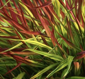 Rákosník japonský 'Mulled Wine'