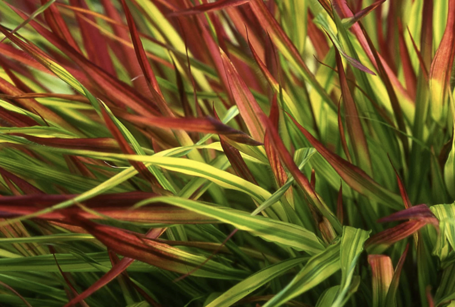 Rákosník japonský 'Mulled Wine' - Hakonechloa macra 'Mulled Wine'