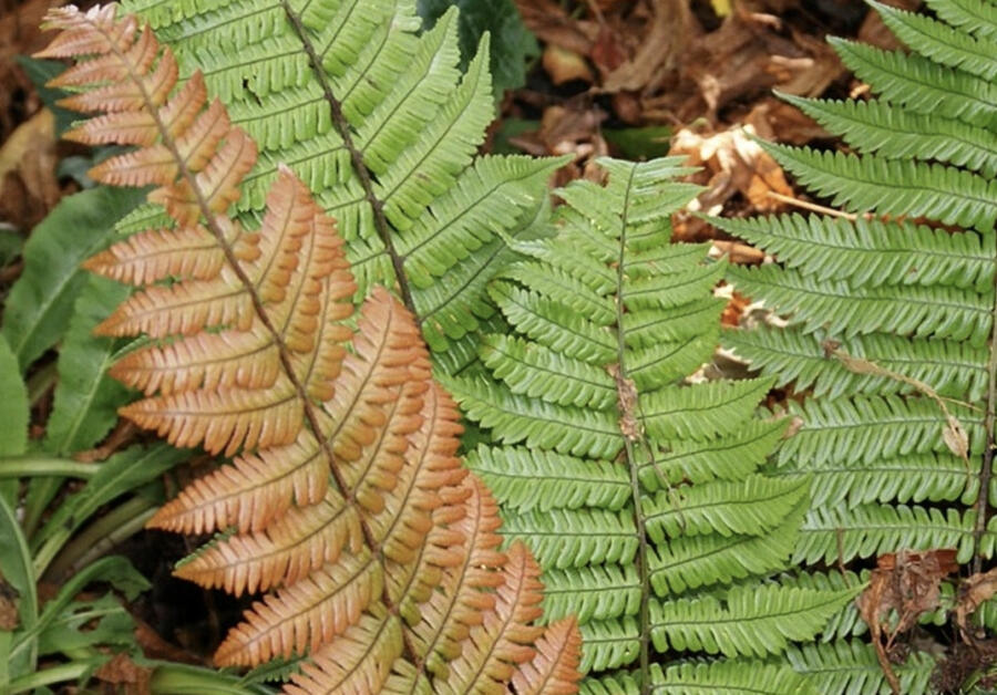Kapraď krásná - Dryopteris lepidopoda