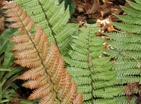 Kapraď krásná - Dryopteris lepidopoda