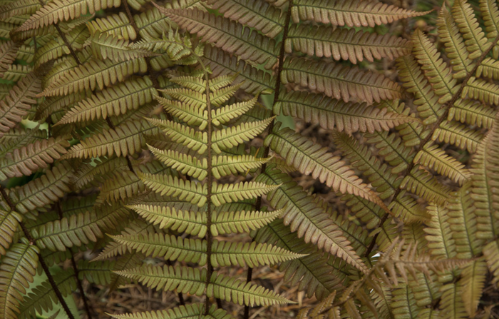 Kapraď krásná - Dryopteris lepidopoda