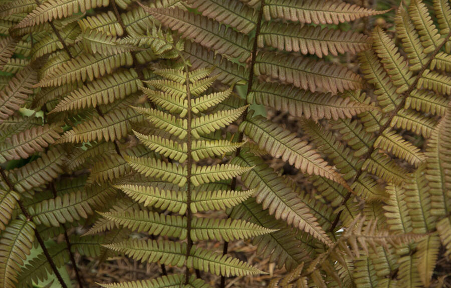 Kapraď krásná - Dryopteris lepidopoda