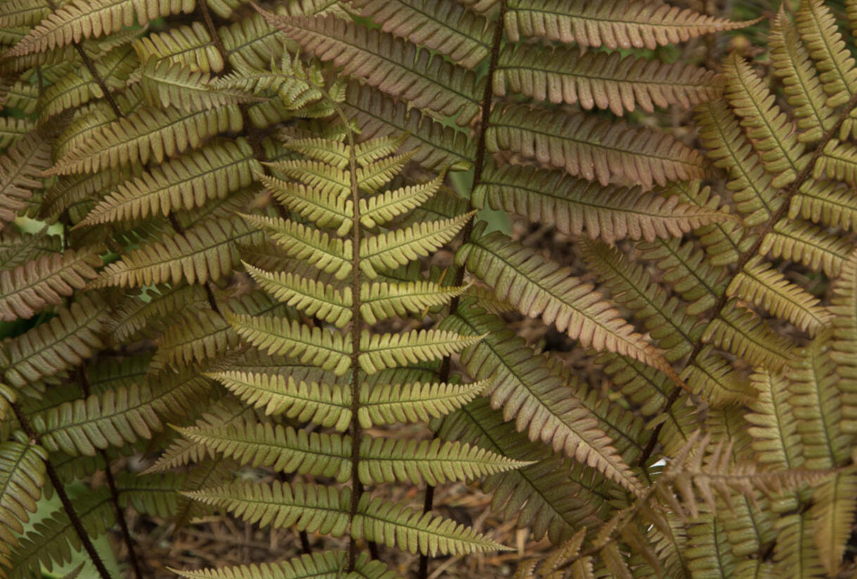 Kapraď krásná - Dryopteris lepidopoda